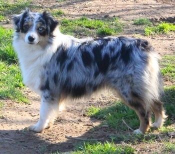 Malibu (Sans Affixe)