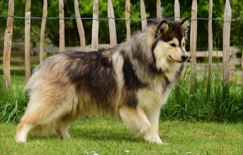 Remember unalaska des Collines de Sagne