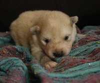 CHIOT