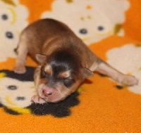 CHIOT