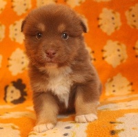 CHIOT