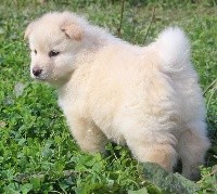 CHIOT