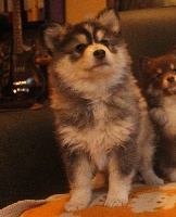 CHIOT