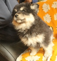 CHIOT