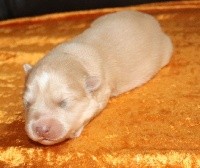 CHIOT