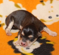 CHIOT