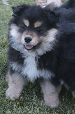 CHIOT 6