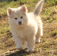 CHIOT