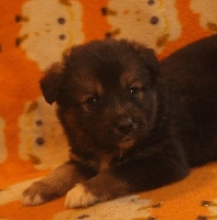 CHIOT
