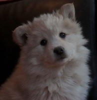 CHIOT