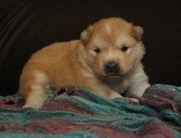 CHIOT