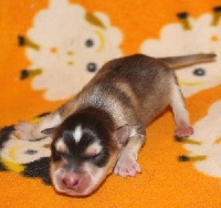 CHIOT