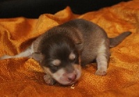 CHIOT