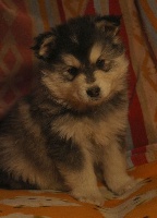 CHIOT