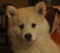 CHIOT