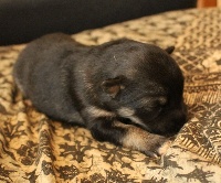 CHIOT