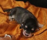 CHIOT