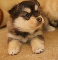 CHIOT