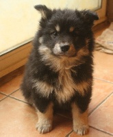 CHIOT