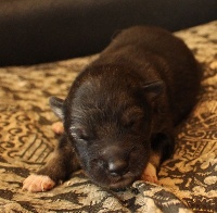 CHIOT