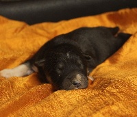 CHIOT
