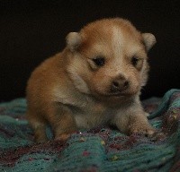 CHIOT