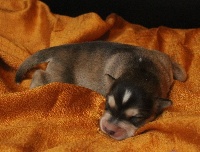 CHIOT