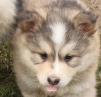 CHIOT