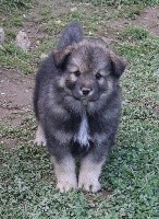 CHIOT