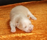 CHIOT