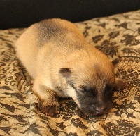 CHIOT