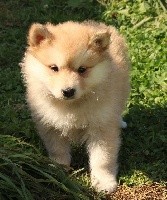 CHIOT