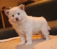 CHIOT