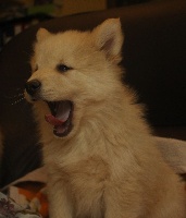 CHIOT