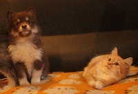 CHIOT