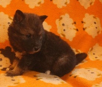 CHIOT