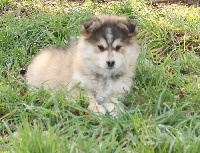 CHIOT