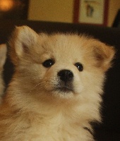 CHIOT