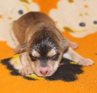 CHIOT
