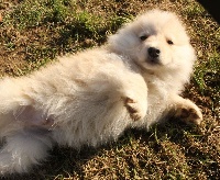 CHIOT