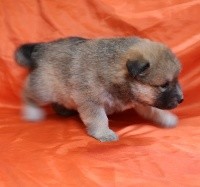 CHIOT