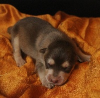 CHIOT