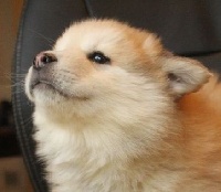 CHIOT