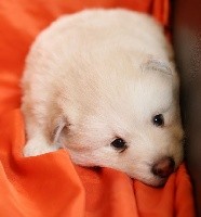 CHIOT