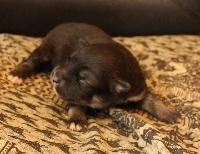 CHIOT