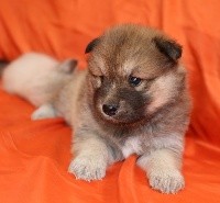 CHIOT