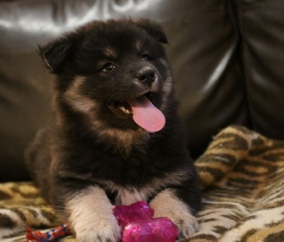 CHIOT