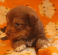 CHIOT