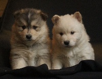 CHIOT