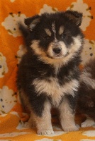 CHIOT